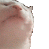 Saracookiedough